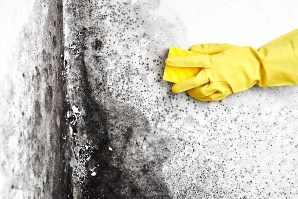 Best Local Mold Removal Service  in Muskogee, OK