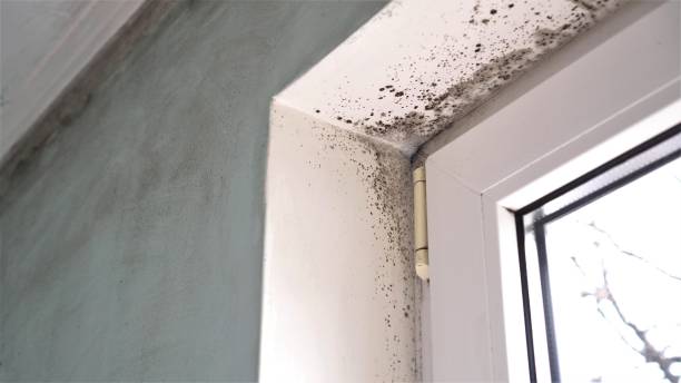 Best Professional Mold Removal  in Muskogee, OK