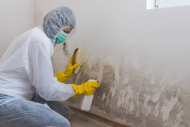 Best Mold Remediation  in Muskogee, OK