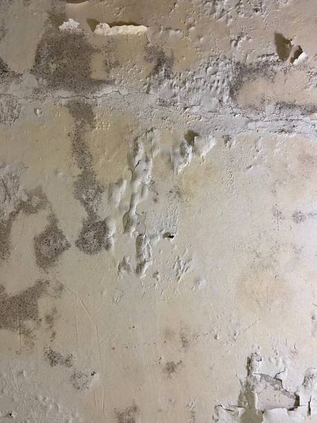 Reliable Muskogee, OK Mold Removal Solutions