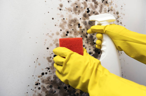 Best Home Mold Removal  in Muskogee, OK